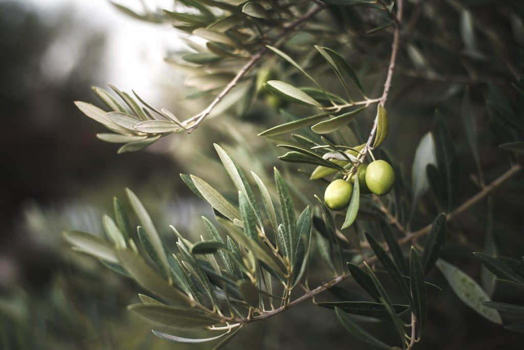Grüne Olive an Zweig