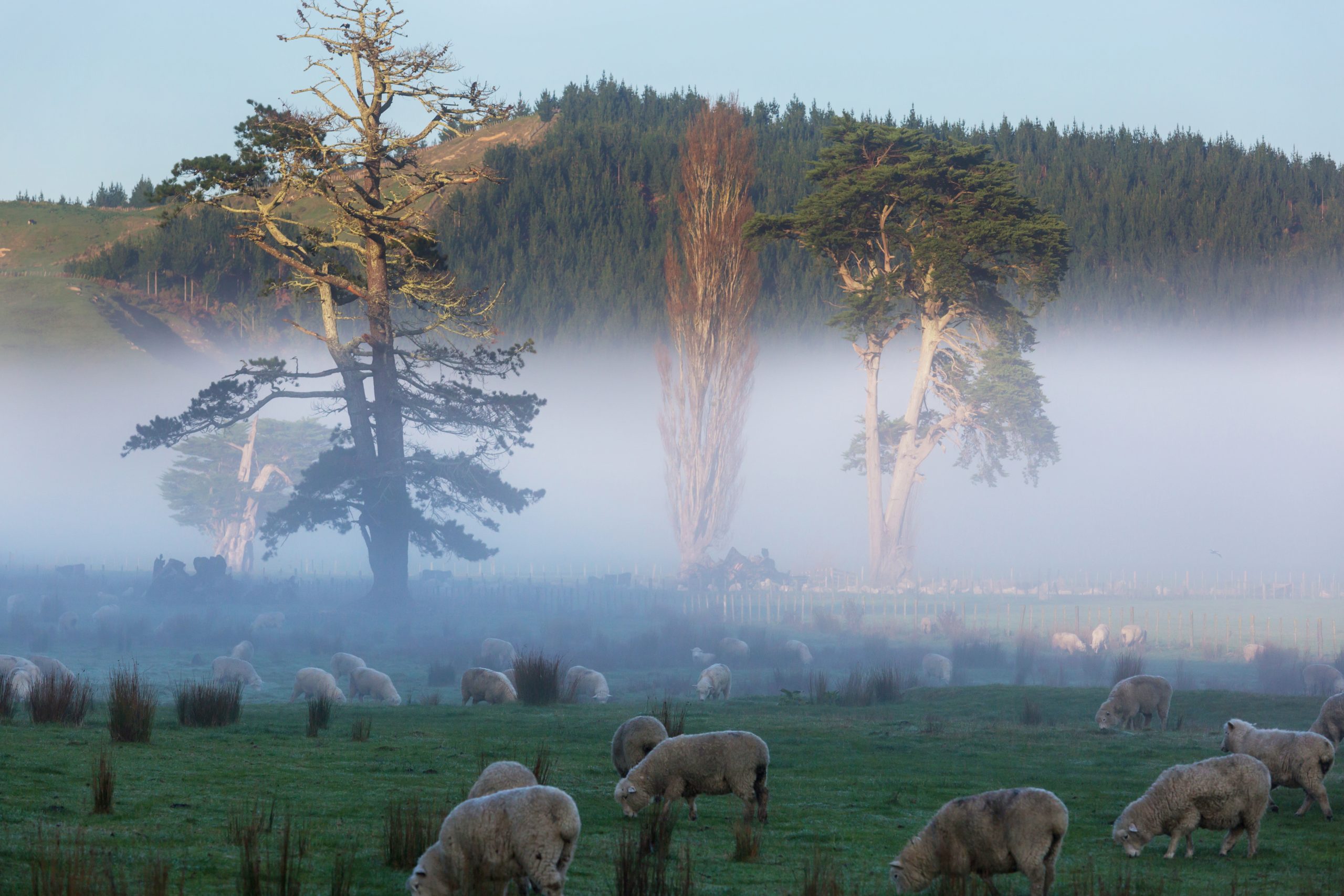 Schafe auf einer grünen Bergwiese, ländliche Szene in Neuseeland