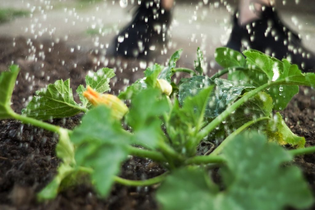 Junge Zucchini werden gewässert. Nachhaltige, biologische Gartenarbeit.