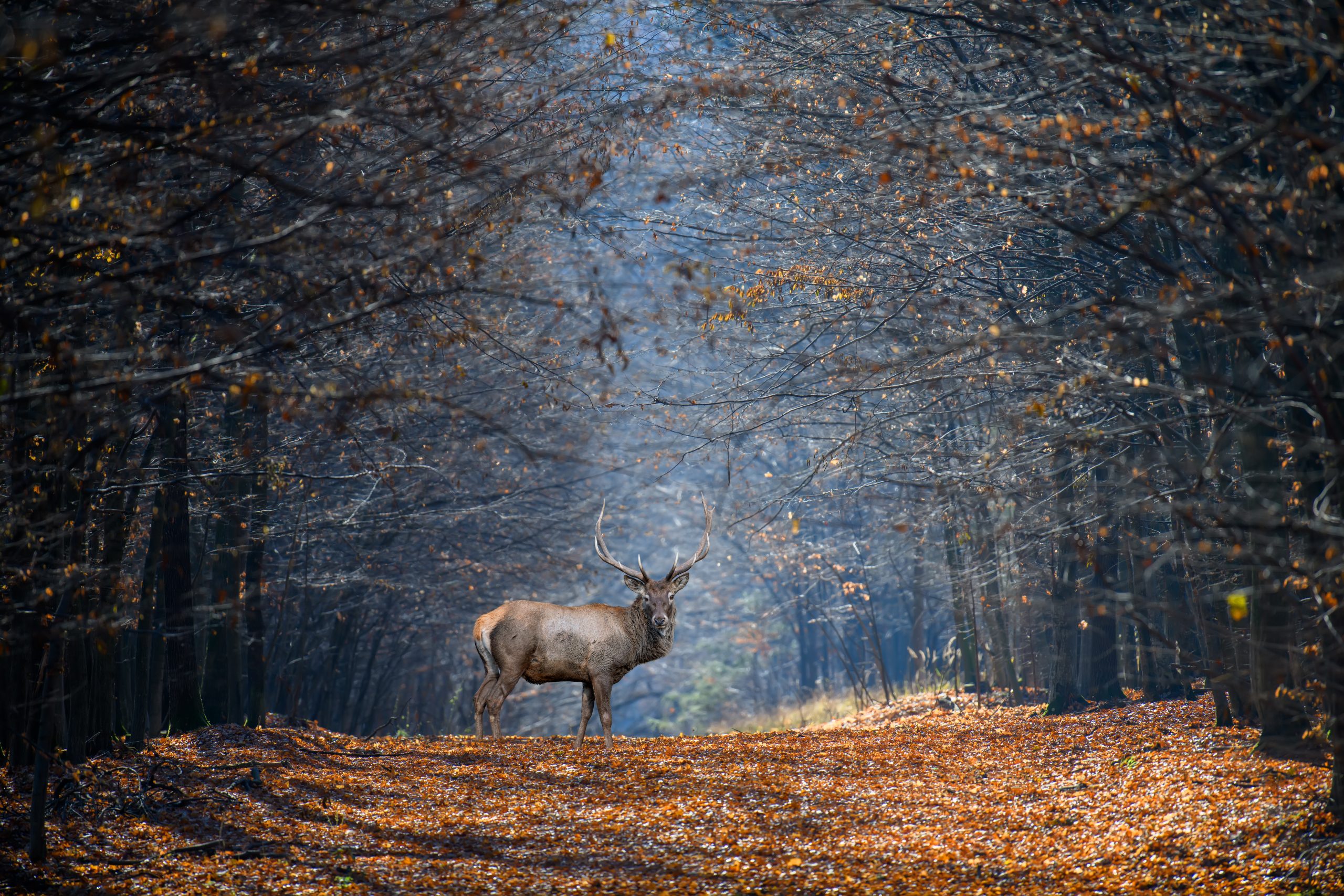 Erwachsener männlicher Hirsch im Herbstwald