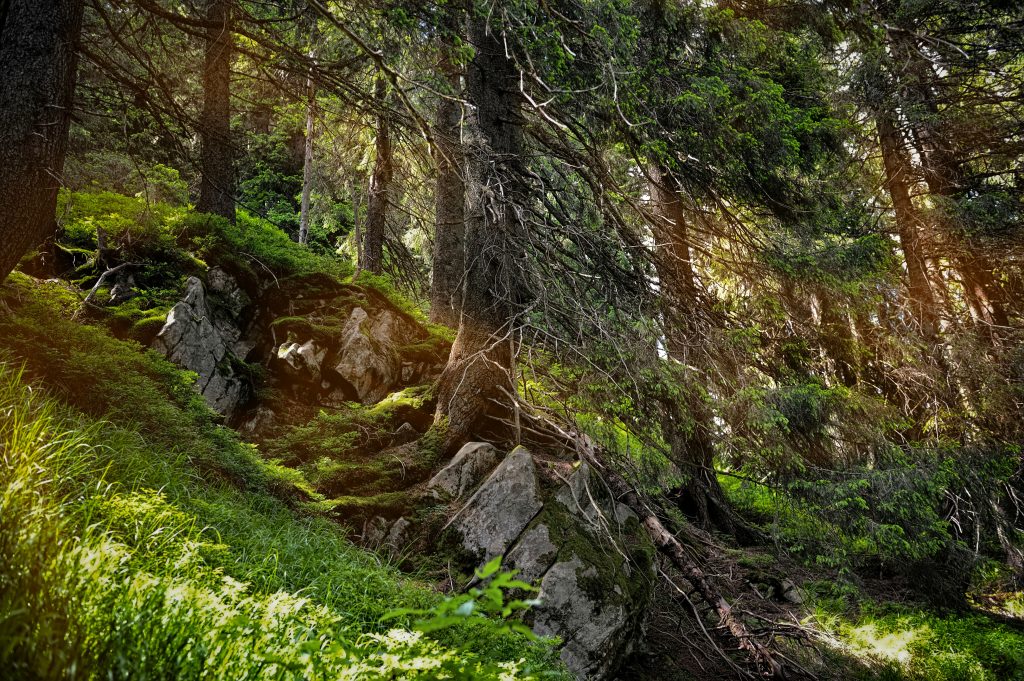 Waldlandschaft, Baumstamm und Felsen