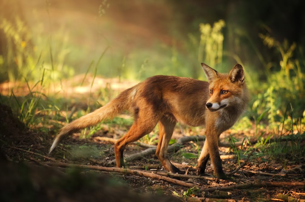 Fuchs im Wald bei Sonnenschein