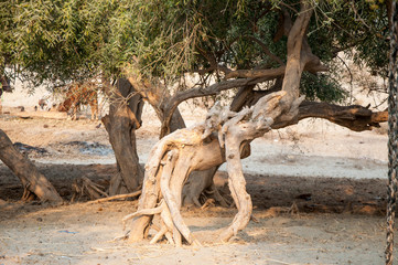 Miswak Baum in der Wüste
