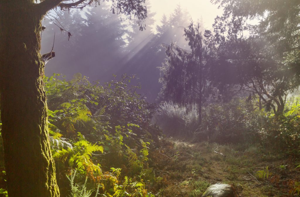 Wald mit Sonne und Nebel